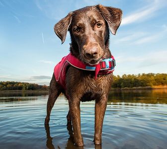 A curious brown dog wearing a red harness stands in shallow water outdoors.