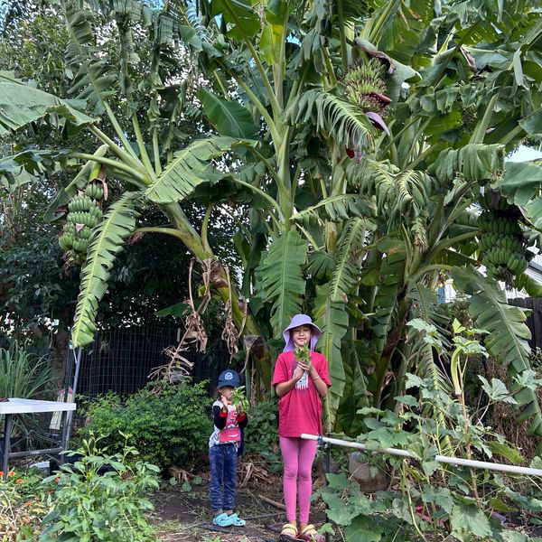Two children stand in front of tall banana plants with bunches of green bananas.