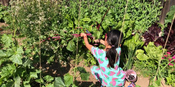 Child harvesting fresh vegetables in a sunny garden.