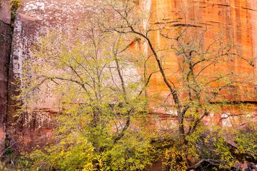 Fall foliage along Westfork Trail in Sedona