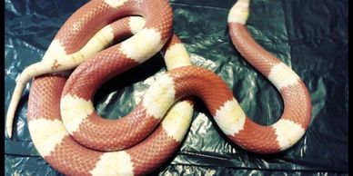A red and white snake coiled on a dark surface.