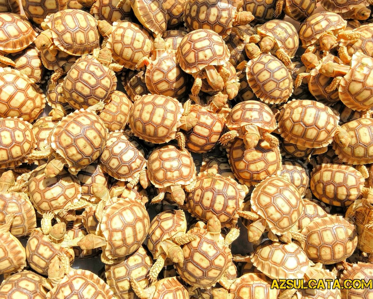 azsulcata.com