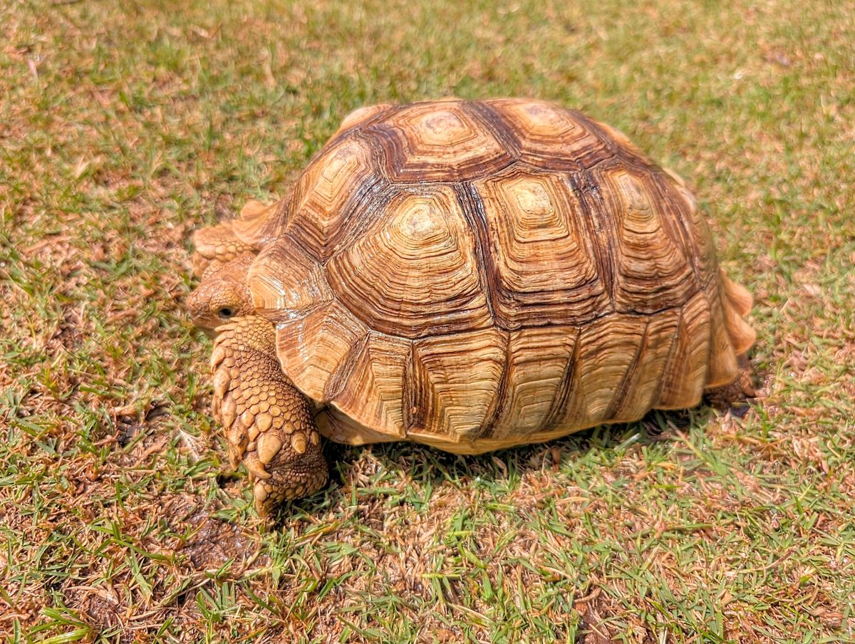 azsulcata.com