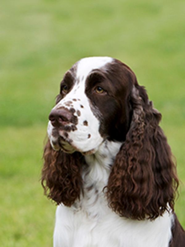 Englischer Springer Spaniel