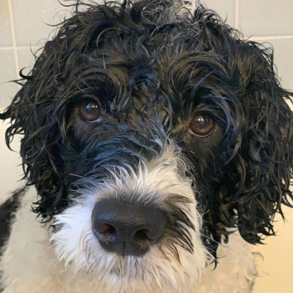 Pet Sitters Right at Home of Hamilton, LLC - Image 1