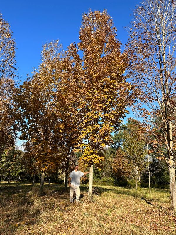 Mature Sugar Maple 8" caliper 