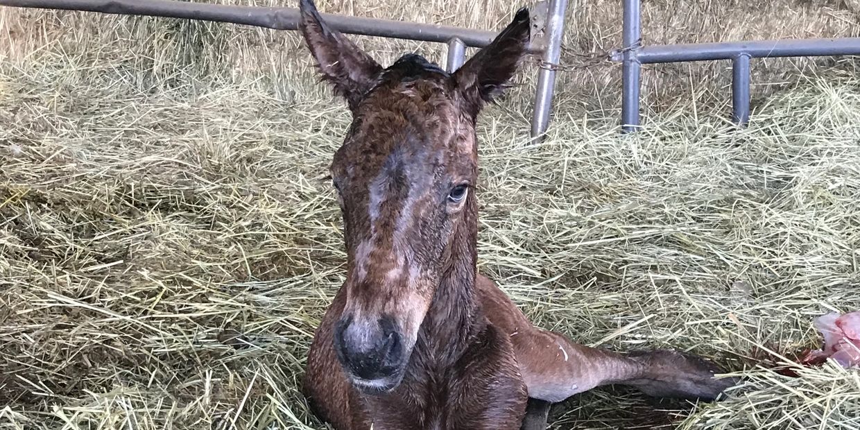 Newborn Morgan foal resting on hay in a stable.