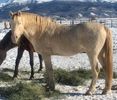Perlino Morgan stallion. Best Double O Seven. 