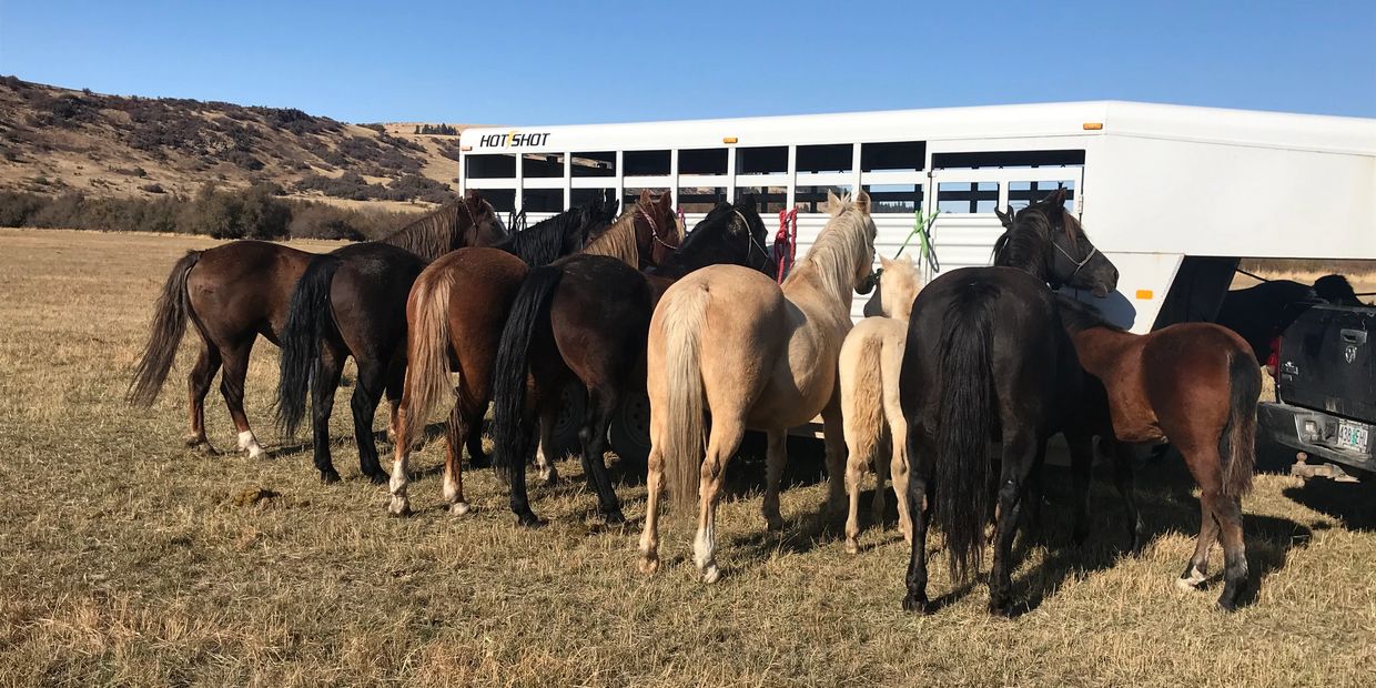 Group of colored morgan mares