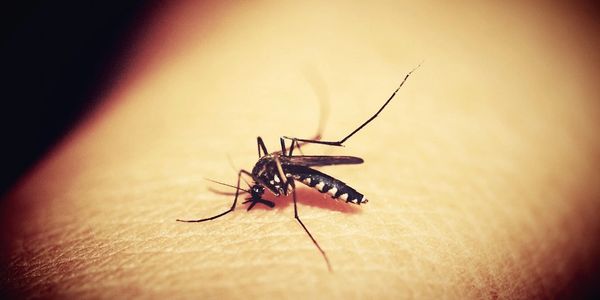 pest control new orleans