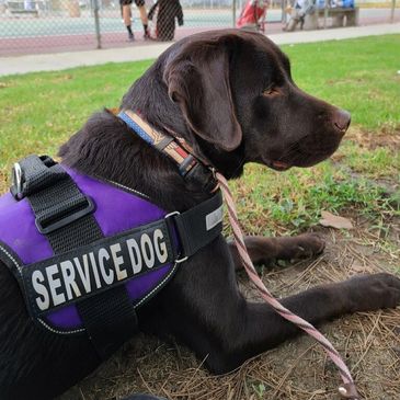 Harlee my multipurpose service dog in training : r/dogswithjobs