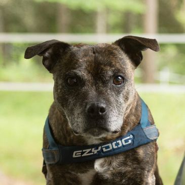 Brindle Staffordshire Bull Terrier wearing an EzyDog harness
