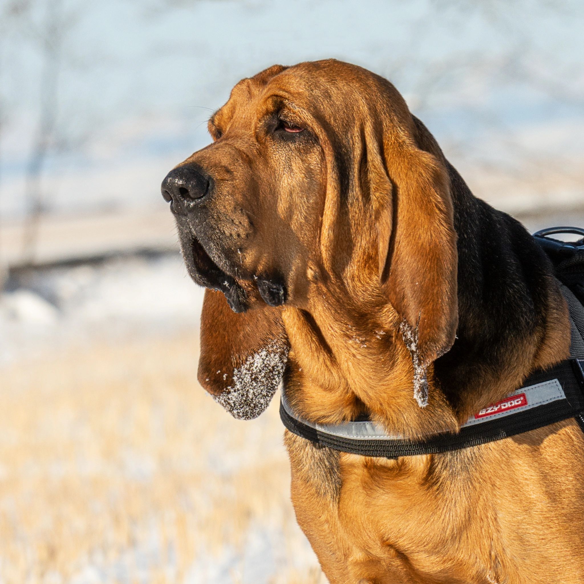 headshot of a black and tan bloodhound
