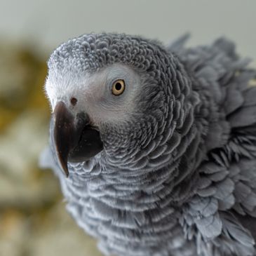 African Grey parrot fluffed up