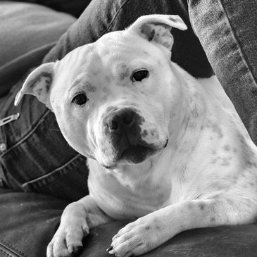 Black and white photo of Staffordshire Bull Terrier looking out from under a pair of legs