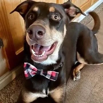 Pick one pattern for your bowtie!