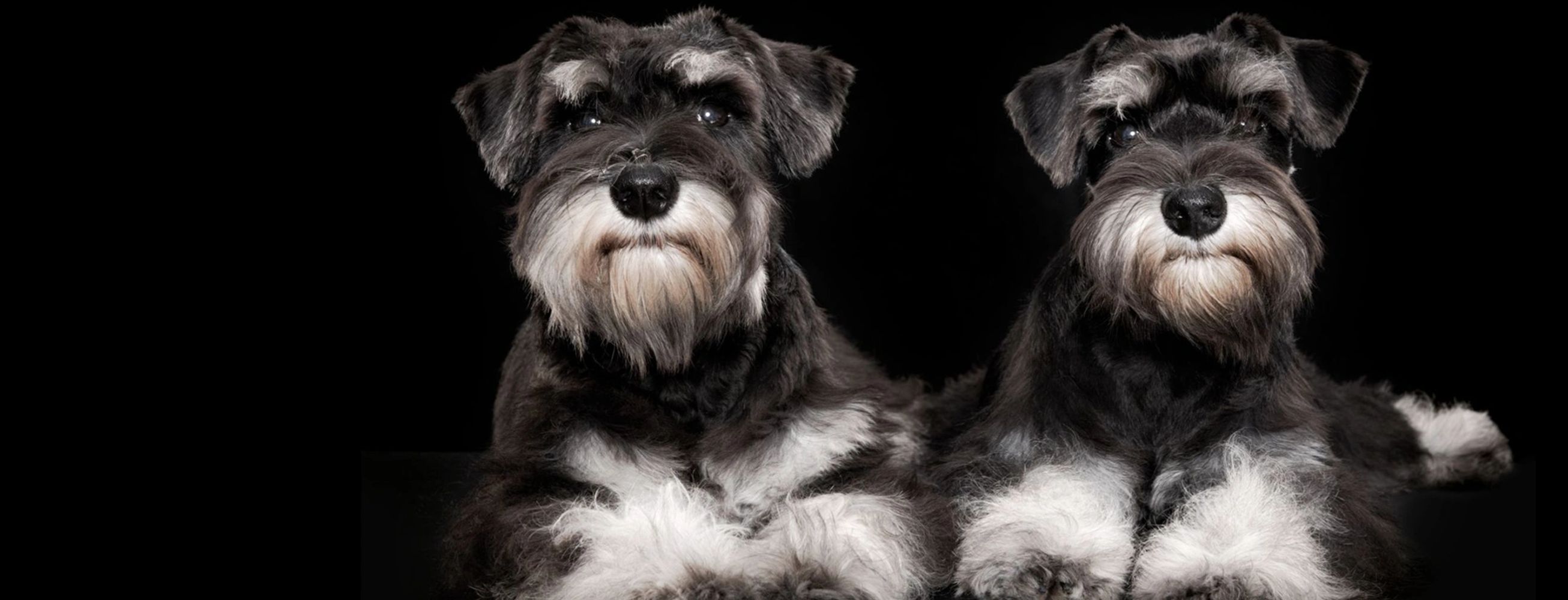 Mini best sale schnauzer kennel