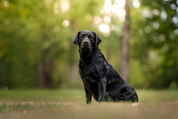 Black Labrador sitting outdoors in a grassy area.
