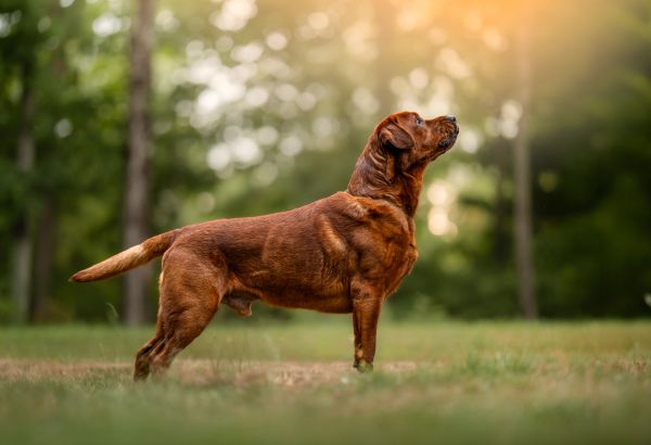 A brown dog standing on grass looking up.