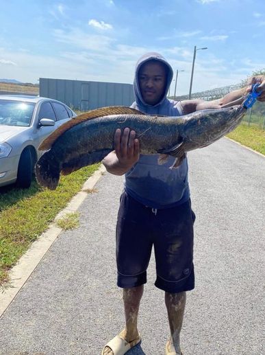 Takes being down and dirty to catch a snakehead to the max. You can catch him near the swamps in SK 