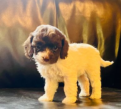 Cockapoo female 