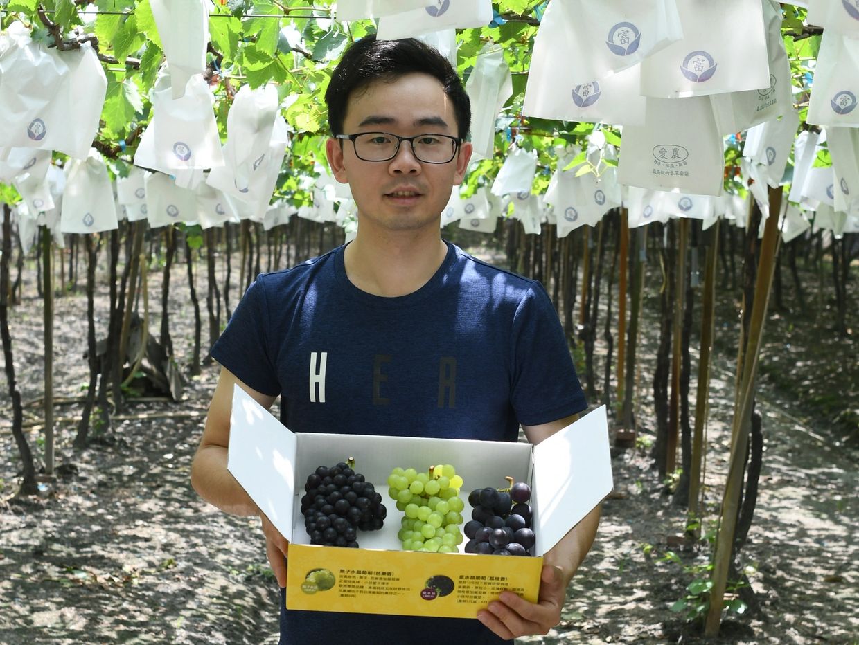 Man holding a box of assorted grapes in a vineyard.