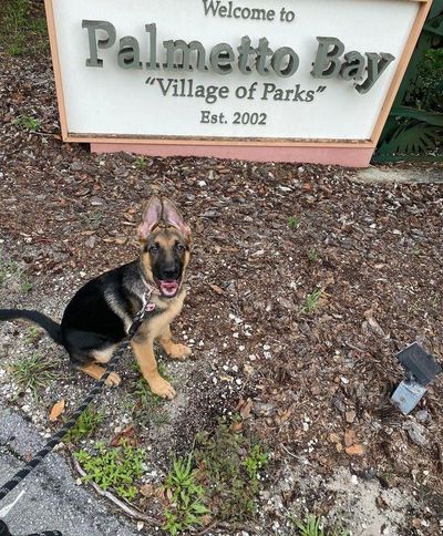 Dog Training in Palmetto Bay Florida.