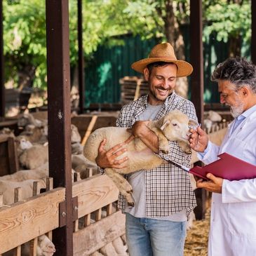 Farmer holding a sheep while a veterinarian examines it in a barn.