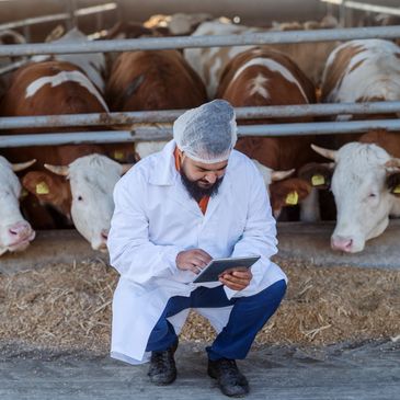 Veterinarian checking tablet near cows in a barn.