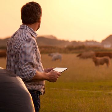 Man holding a tablet, observing cattle in a field at sunset.