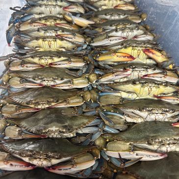 Rows of fresh blue crabs neatly arranged on a surface.