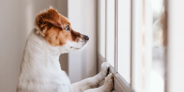 A dog gazes thoughtfully out a window, paws resting on the sill.