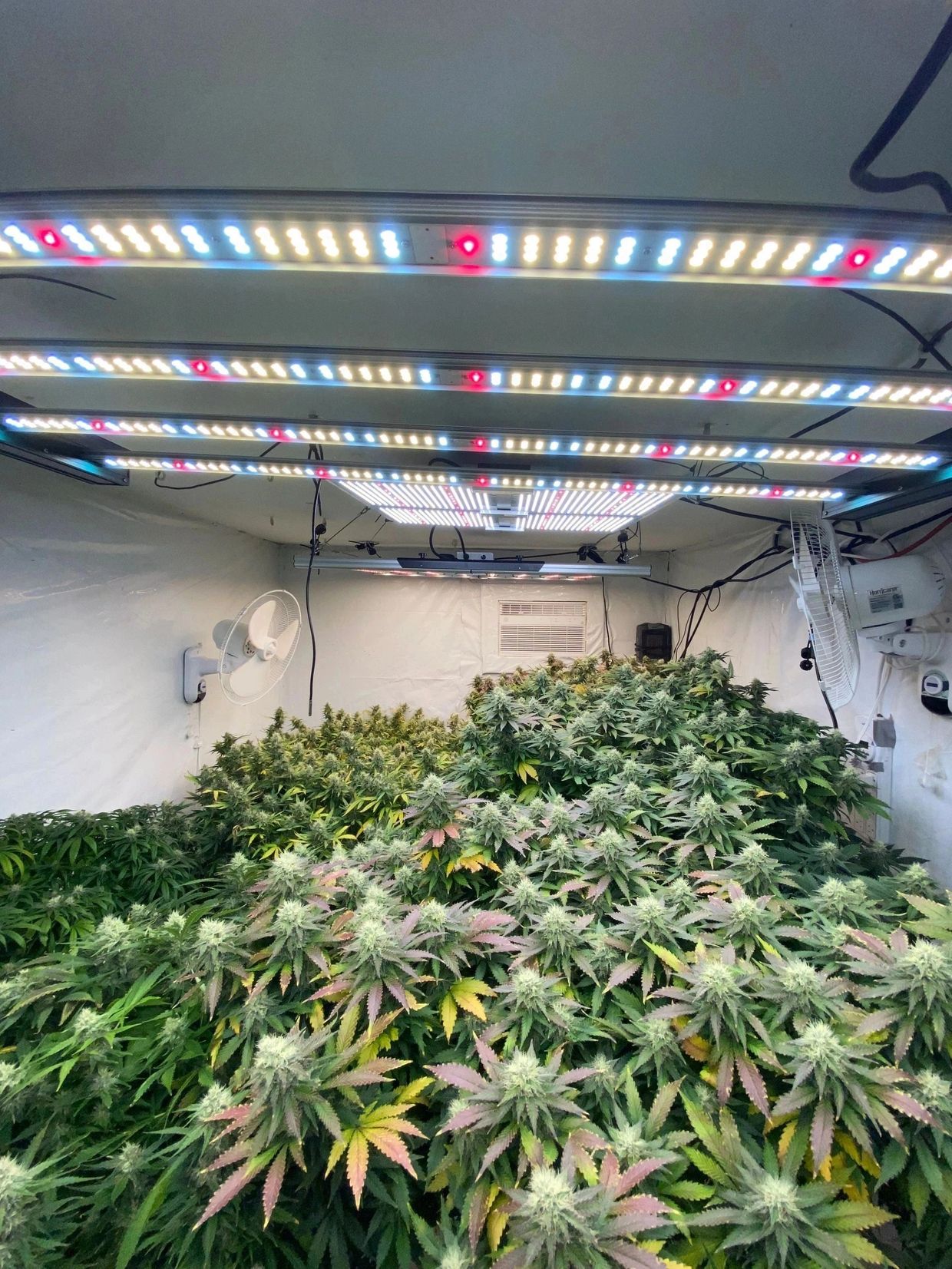 Custom built cannabis home grow in Illinois