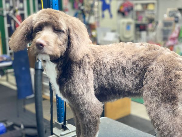 Bevans Pet Supply