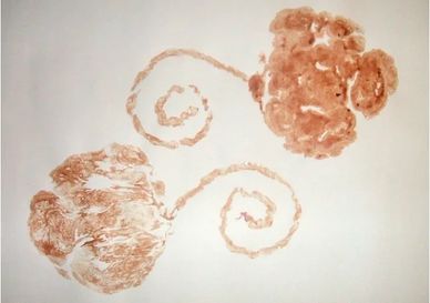placenta art
