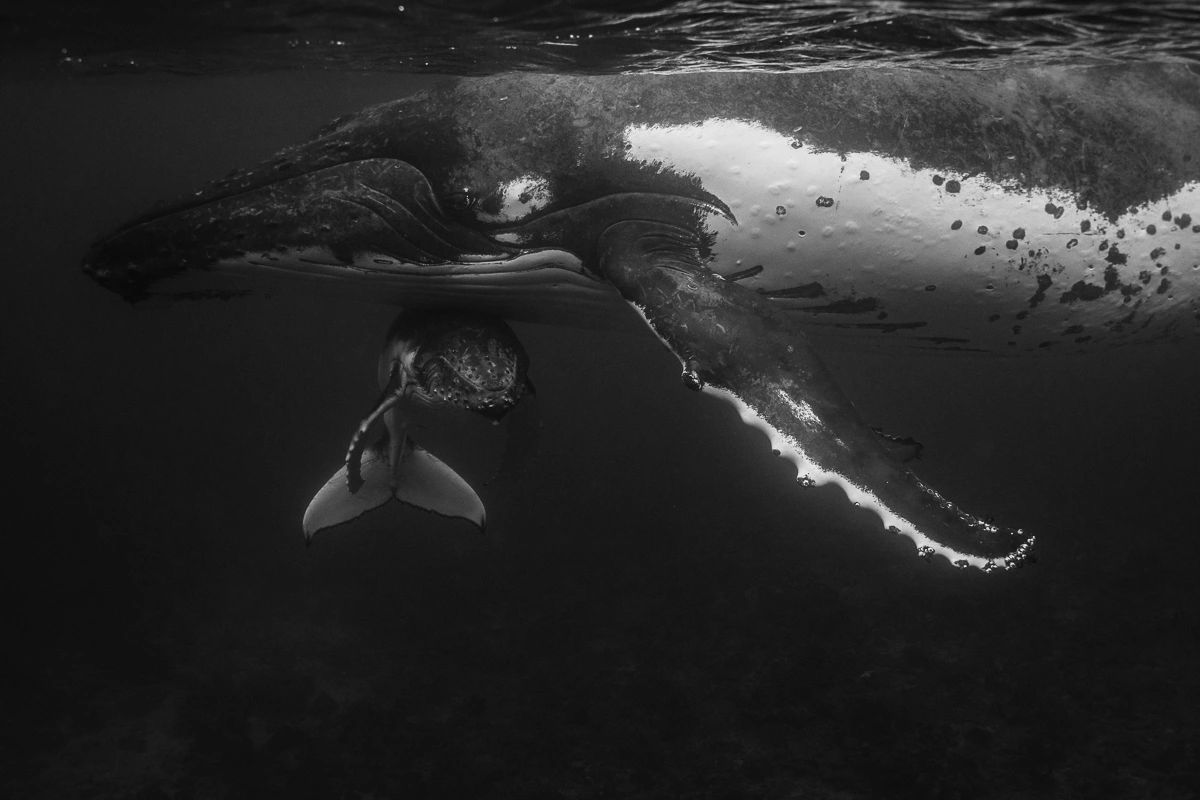 humpback whale mother and calf