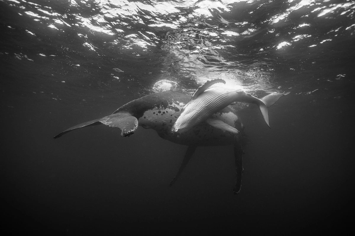 humpback whale mother and calf