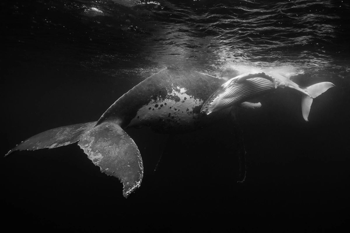 humpback whale mother and calf