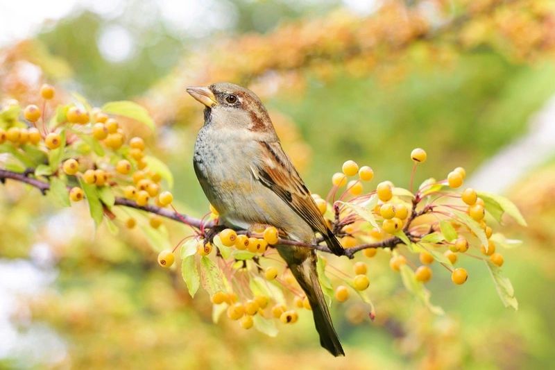 Top 4 pour l'observation des oiseaux au printemps 
