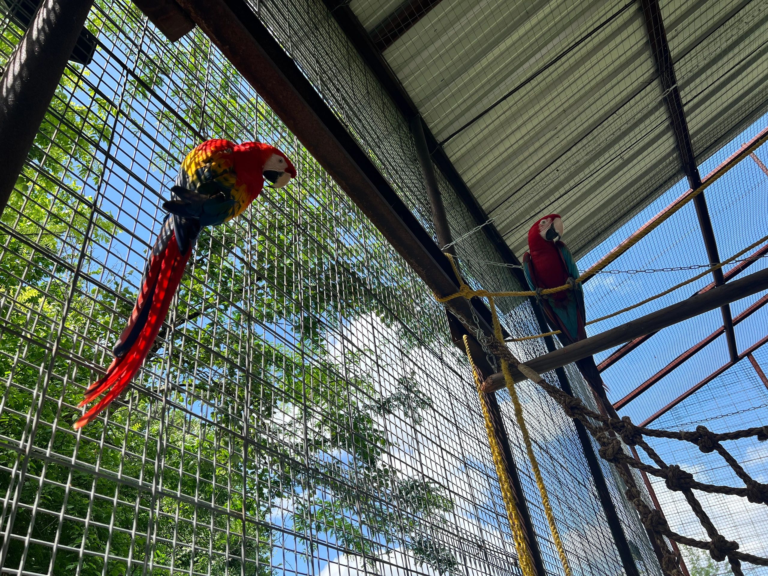 Wynterwood Farm Parrot and Bird Rescue