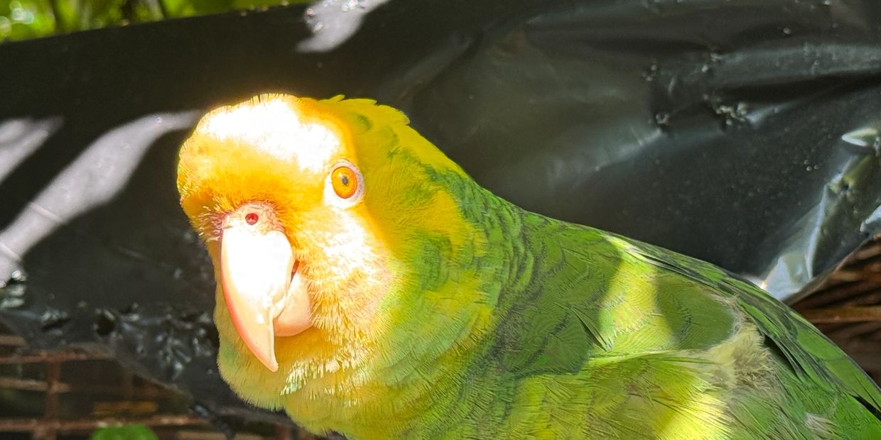 a Double Yellow-Headed Amazon parrot.