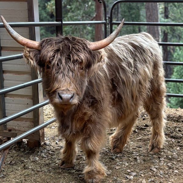 A shaggy Highland cow with long horns stands in a fenced enclosure.