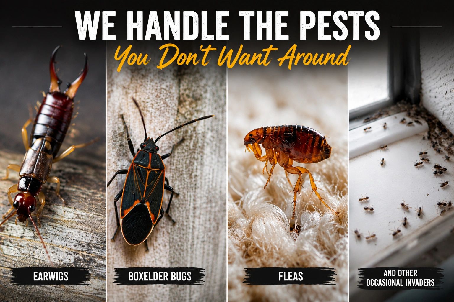 Pest control ad for earwigs, boxelder bugs, fleas, and other invaders.