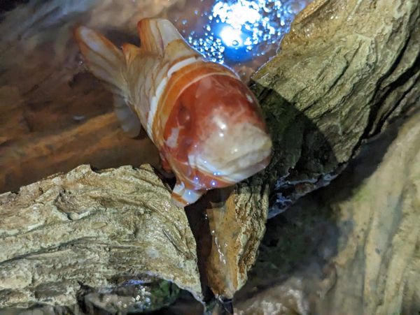 One of our Bespoke Carnelian Koi Carp Carvings