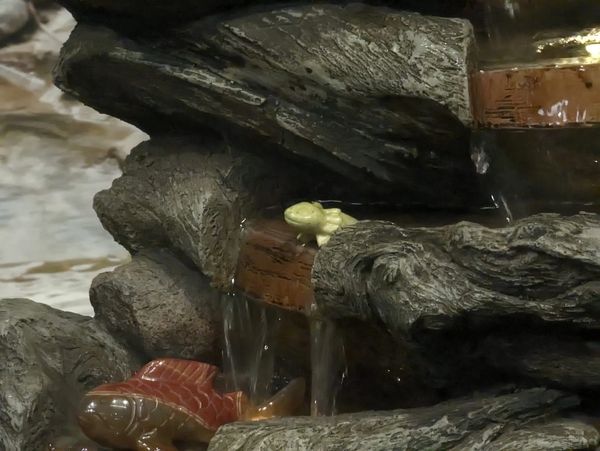 A little Salamander and Koi Hanging together