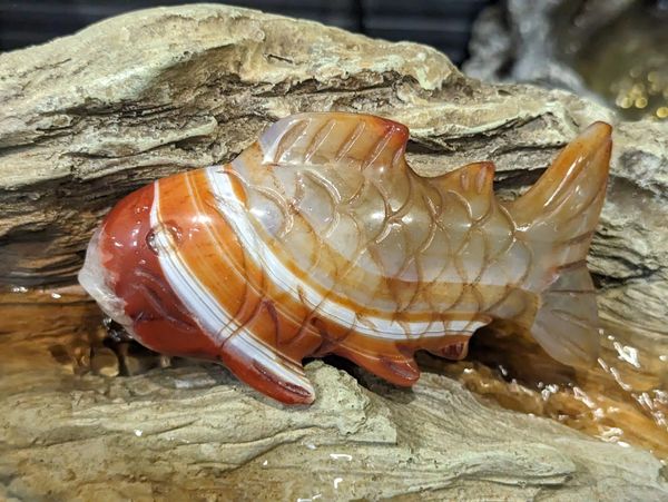 A Carnelian Koi Carp showing off its banding .. 