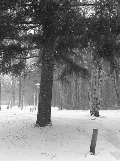 Snow-covered park with trees and lampposts on a winter day.