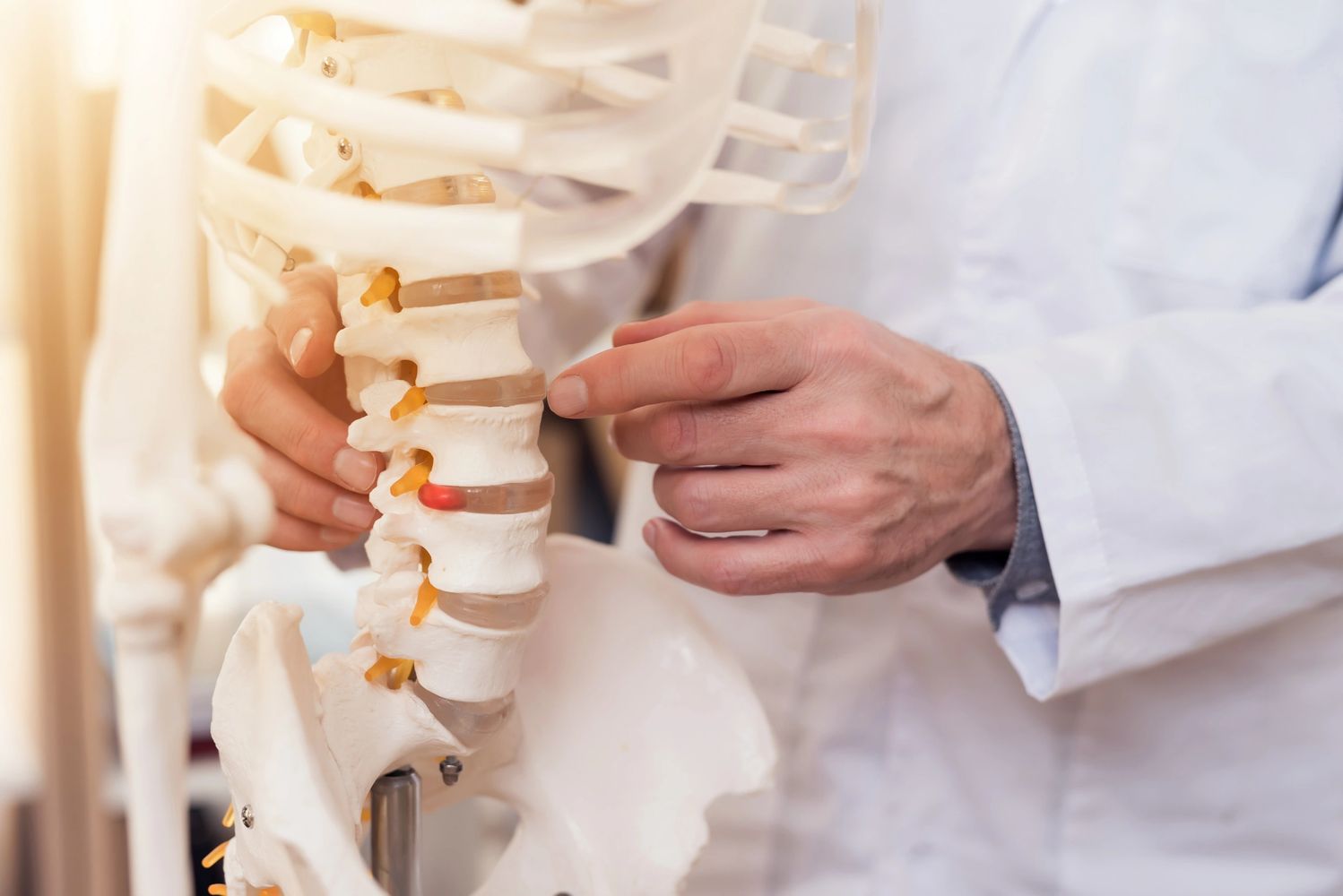 A chiropractor using a spine model