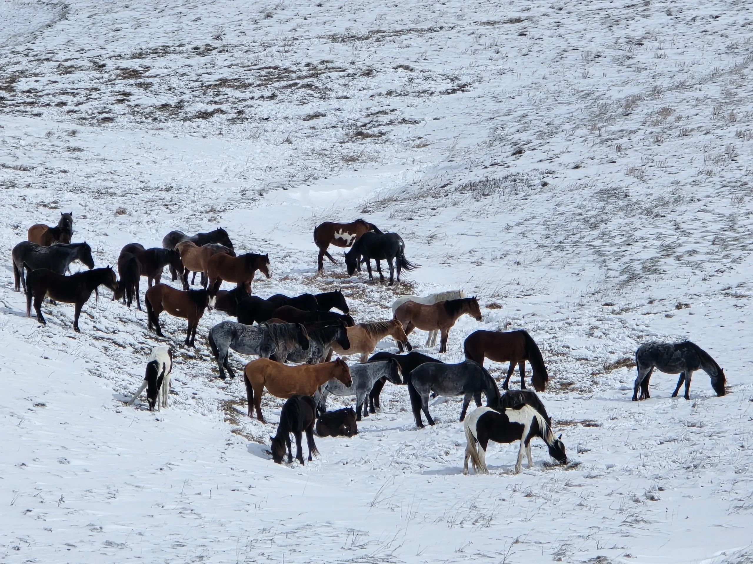 Dedicated to preserving the Nokota horse and the remarkable North Dakota heritage it represents.