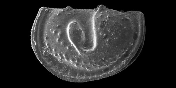 Craspedobolbina variolata from the Silurian of Gotland